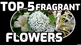 Top 5 fragrant flowers nice smelling flowers [upl. by Ahsihat317]