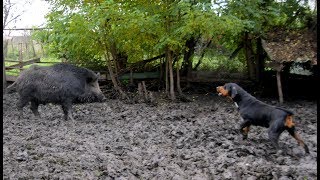 Erdélyi kopók edzése Domán és Ármány Siculus Erdélyi Kopó Kennel [upl. by Laddy545]