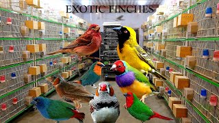 Extremely HighQuality Exotic Finches Breeding Setup [upl. by Jr450]