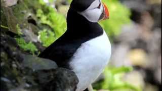 Puffins in Skellig Michael Island [upl. by Hsuk]