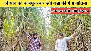 किसान को कर्जमुक्त कर देंगी गन्ना की ये Varieties 17 18 फीट लंबाई। 7017480674 [upl. by Hershel]