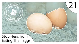 How to stop Hens from eating their own eggs  Ask Phill 21 [upl. by Esinehc593]