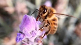 How bees turn nectar into honey [upl. by Leynad]