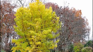 Incredible Conifer Garden 🍁🍁🍂  Cox Arboretum  Tom Cox [upl. by Jordan]