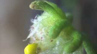 How to perform genetic crosses in Marchantia polymorpha [upl. by Nylesoj895]