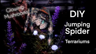 3x Phidippus Regius jumping spider enclosure terrarium setup [upl. by Carvey]