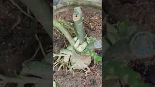 Adenium plant grafting [upl. by Esmeralda]