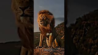 Shere Khan vs Mufasa live action [upl. by Elletnuahc]