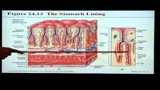 Anatomy and Physiology Help Chapter 24 Digestive System [upl. by Hufnagel]