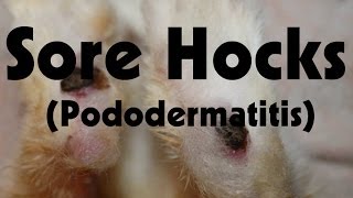 Sore Hocks Pododermatitis [upl. by Ane]