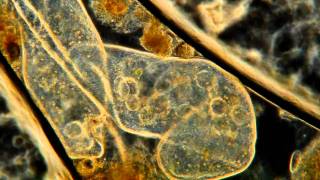 Paramecium Cuddling High Definition Magnified 400x [upl. by Estes]