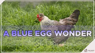 Cream Legbar Chicken Is This Blue Egg Wonder The Chicken For You [upl. by Judi319]