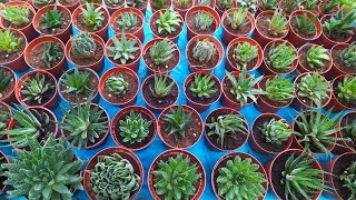 How to Propagate Haworthia Zebra  Haworthia Attenuata  Beautiful Succulents [upl. by Beekman586]