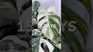 Monstera Albo Time Lapse over 15 days planttimelapse plants houseplants [upl. by Witkin957]