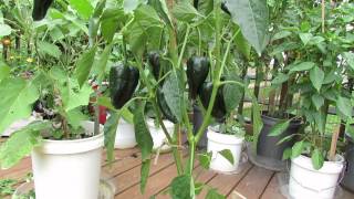 Great Container PeppersThe Poblano Pepper is Outstanding  The Rusted Vegetable Garden [upl. by Yeta]