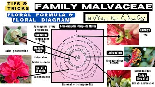 Family Malvaceae  Floral formula  Technical Botany  Floral diagram  Info Biodiversity [upl. by Lyssa118]