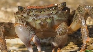 Мраморный краб кушает Pachygrapsus marmoratus [upl. by Itoc]