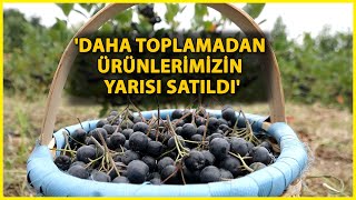 Karadenizin Yeni Meyvesi Aronya İçin Hasat Zamanı [upl. by Abisia409]