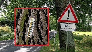 Achtung Eichenprozessionsspinner – So schützt Ihr euch vor der Eichenprozessionsspinner Raupe [upl. by Emanuele720]