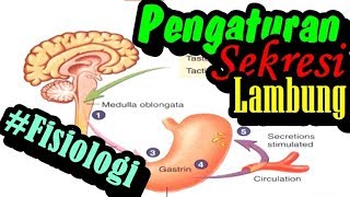 Fisiologi Pengaturan Sekresi LambungGaster Cephalic gastric intestinal phase HCL Enzim dan Hormon [upl. by Athallia160]