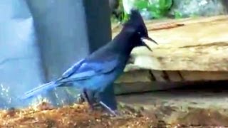 Stellers Jay [upl. by Miriam]