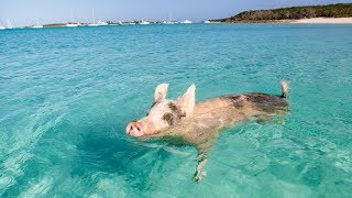 ON NAGE AVEC DES COCHONS XD Les Exumas Bahamas [upl. by Nasus]