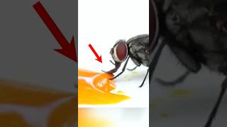 Why are Flies Dangerous for us 🕷️🤮👹 l facts shorts [upl. by Yerfej236]