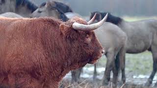 Schotse hooglanders en Konikpaarden in WaterrijkOost [upl. by Sackman]