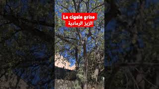 la cigale grise الزيز رمادية [upl. by Alodi676]