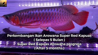 Perkembangan Ikan Super Red Kapuas Hulu Arowana  Selepas 5 Bulan   Red Arowana Progress [upl. by Ydnem]