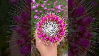 Mammillaria spinosissima un pico cactus from flower buds to blooms 2023  bumblebee 2019 [upl. by Anayi376]