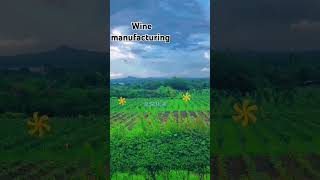 Sula wine manufacturing place maharashtra sula wine redwine whitewine maharashtra [upl. by Vasta]