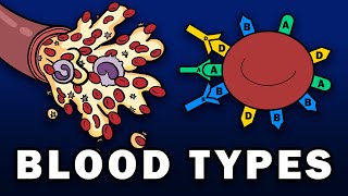 BLOOD TYPES  ABO and Rh Blood Group Systems [upl. by Loralee]