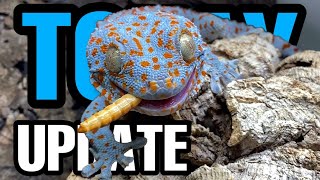 Exciting Tokay Gecko Update Feeding Taming and Eggs [upl. by Jahdol57]