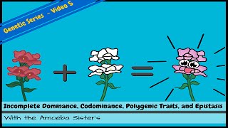 Incomplete Dominance Codominance Polygenic Traits and Epistasis [upl. by Etnom]