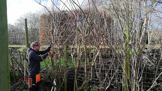 Trimming Back an Overgrown Elder HEDGE To Get More PRIVACY [upl. by Llevart]