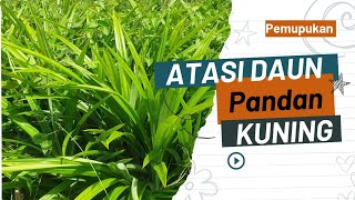 Cara Atasi Daun Pandan Wangi yang Kuning [upl. by Anilyx529]