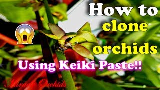 How to clone orchids using keiki paste  Propagating phalaenopsis dendrobium catasetum amp others [upl. by Suzzy]