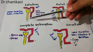 Kidney system 55  Tubular filtration and Reabsorption of different substances  Urine formation [upl. by Irehc]