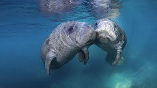 Underwater Manatee Cam at Blue Spring State Park [upl. by Eiramannod]