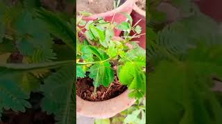 Plant hindi song  shorts bollywoodmusic gardengreensmusic ytshorts [upl. by Niuq698]