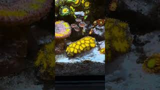 John Deere Leptastrea Coral in Nano Reef Tank [upl. by Dumanian798]