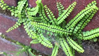 Steenbreekvaren Asplenium trichomanes  20180518 [upl. by Clayson]