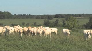 YearRound Cattle Grazing [upl. by Ynohtn]