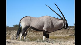 South African Oryx  Fascinating Facts About Gemsbok [upl. by Eissej]