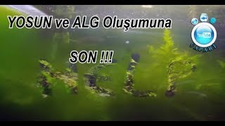 Yosun ve Alg Oluşumuna Son [upl. by Margalo]