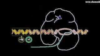 Transcription animation  DNA transcription initiation elongation and termination [upl. by Derek]