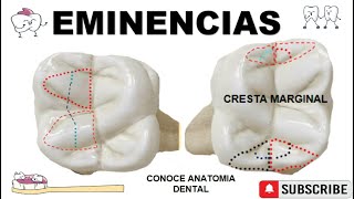 Eminencias Oclusales Dentales🗻🦷 [upl. by Crescentia]