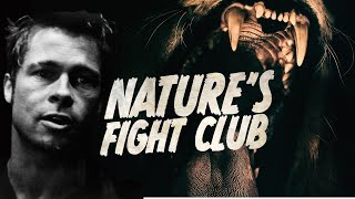 Tyler Durden is an Environmentalist Fight Club video essay [upl. by Melosa]