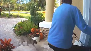 INSANE Rabid Bobcat Attacks Woman And Her Dog [upl. by Adaha]